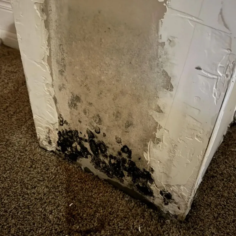 Professional Mold Removal in Howard County, IA